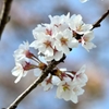 やっと桜が撮れました