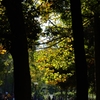 秋の公園にて