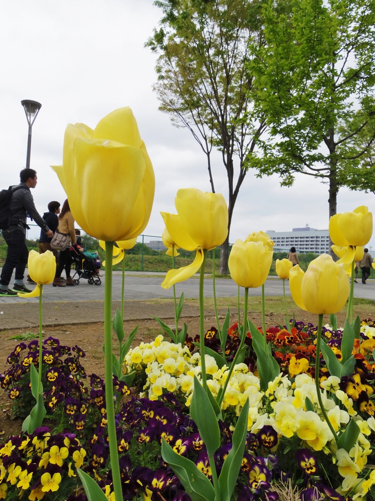 spring yellow