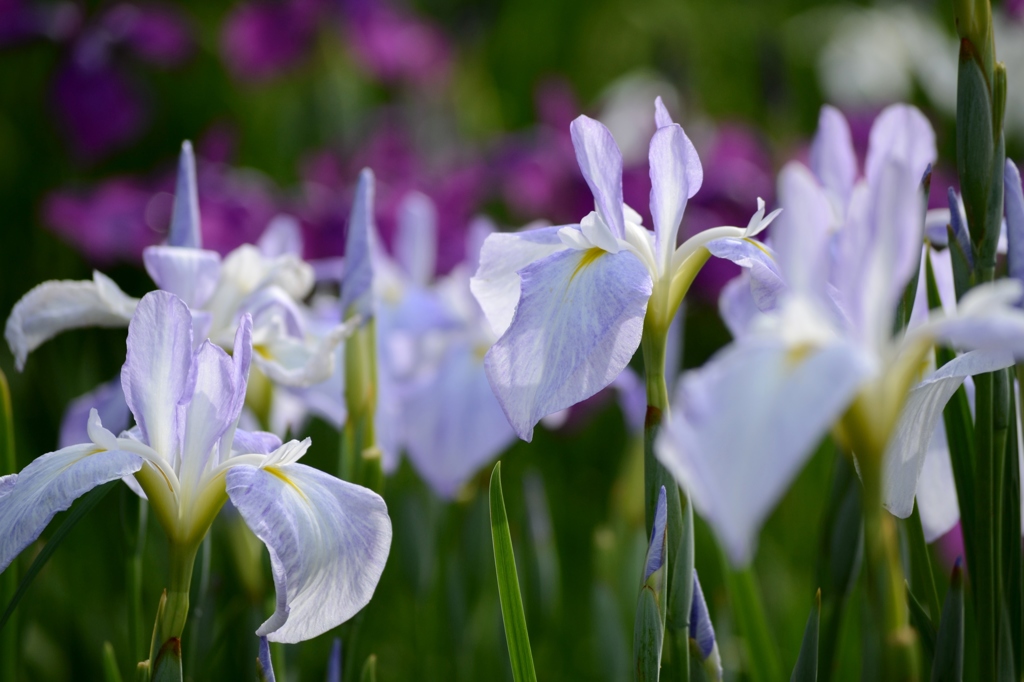 今年の花菖蒲は