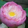 蓮の花が