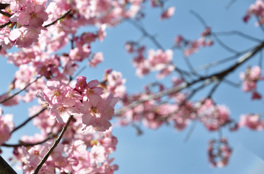 春空に桜色