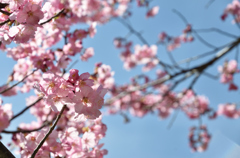 春空に桜色