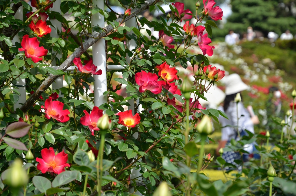 薔薇の夢