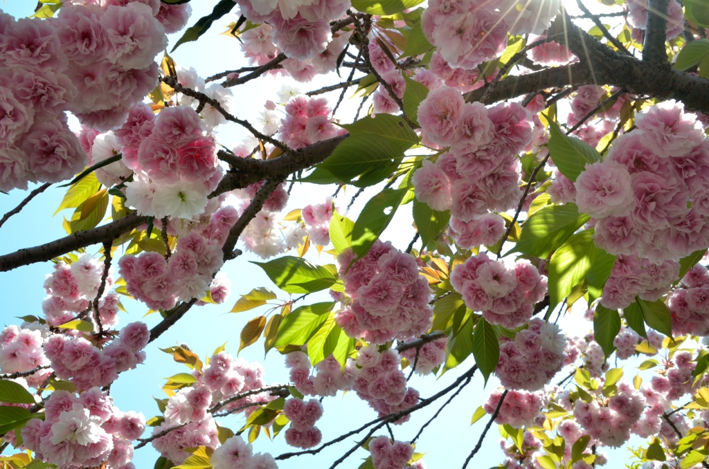 桜色の光とともに