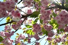 桜色の光とともに