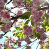 桜色の光とともに