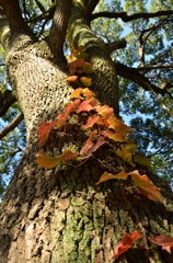 天まで登れ～紅の階段