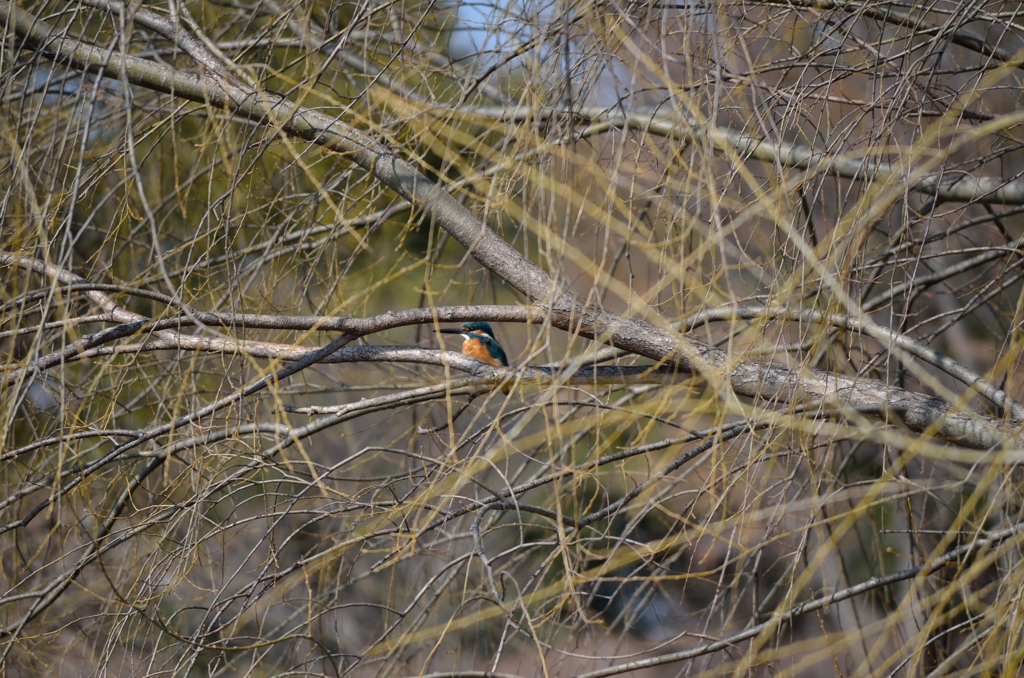 初のカワセミ