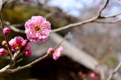 紅白そろい踏み♪　（紅）
