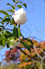 山茶花（改題）