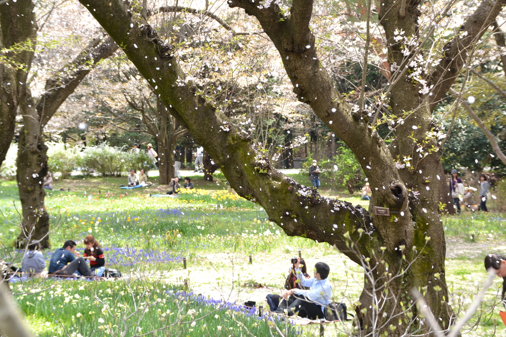 桜の花が舞い散る頃には