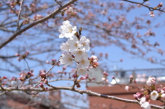 川のほとりの桜