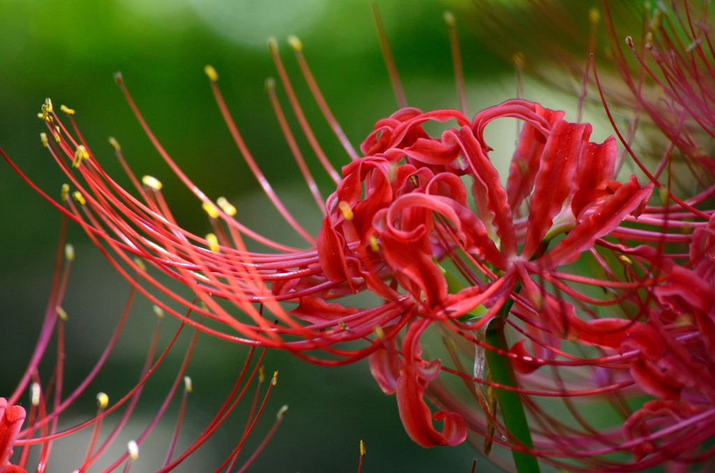 曼珠沙華