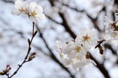 桜の元気を貰いましょう