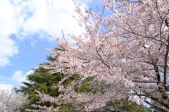 桜と白い雲