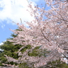 桜と白い雲