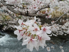 桜と水流と
