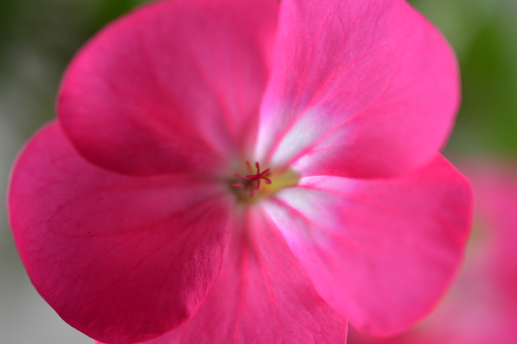 ベランダのゼラニュウム