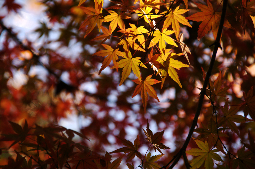 紅くなりゆくモミジ