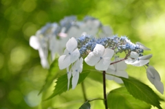 紫陽花の季節～爽やか