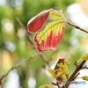 紅葉しかかり…