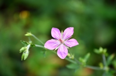 summer pink