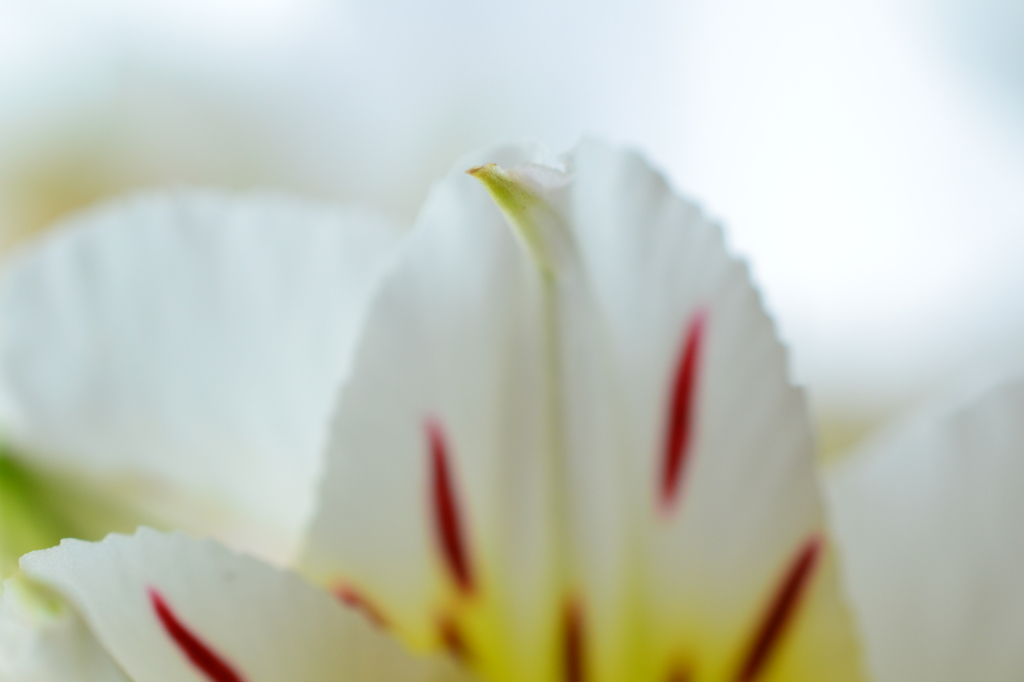 花のツメ