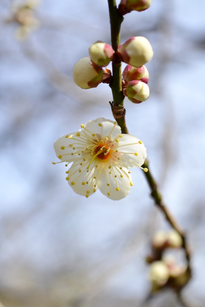 紅白そろい踏み♪　（白）