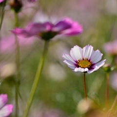 秋のお花畑～白いコスモスの主張