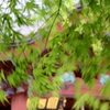 春風はしる