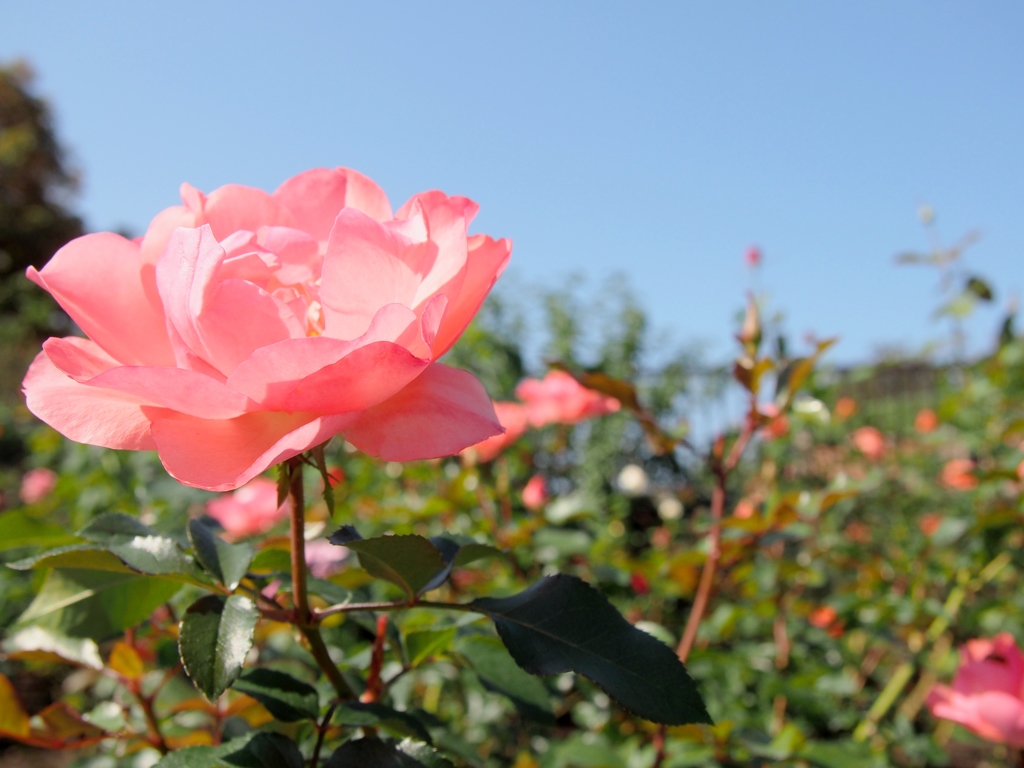 秋空にpink♪