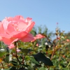 秋空にpink♪