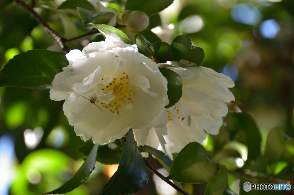 白い花は秋に咲き