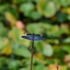 虹色の羽