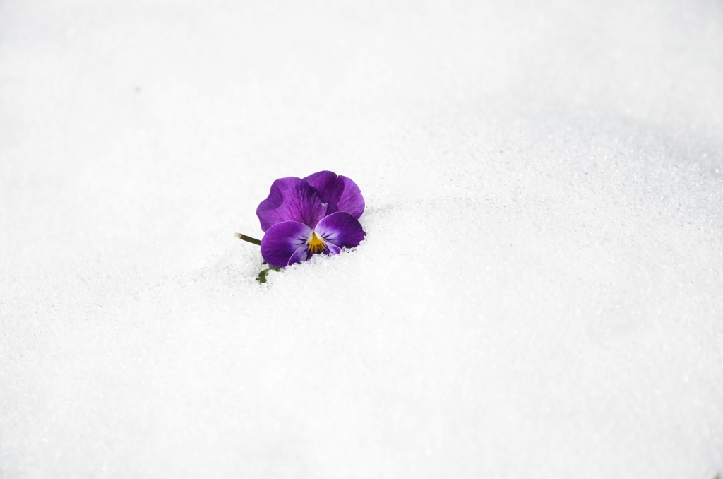 雪からひょっこり♪