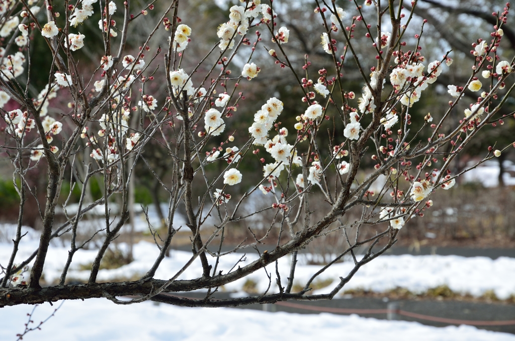 残雪と白梅と