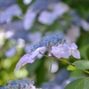 紫陽花の季節～#1