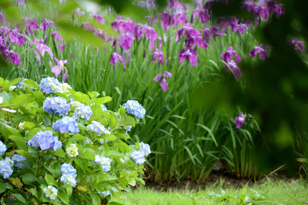 梅雨の花の競演♪