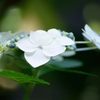 白く輝く