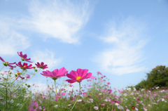 flowers and blue sky #2