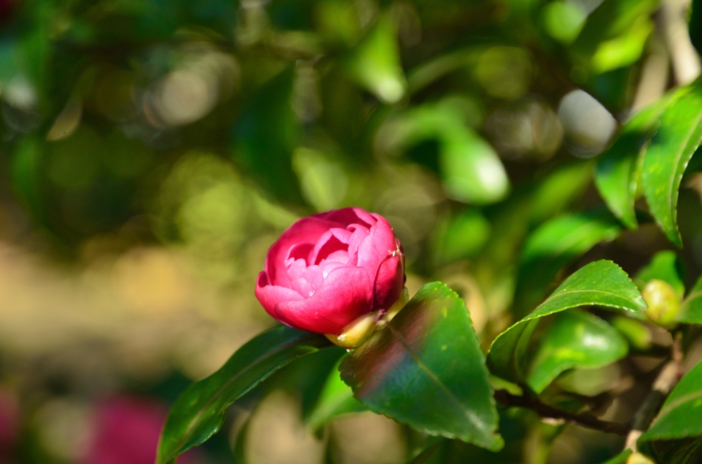 山茶花