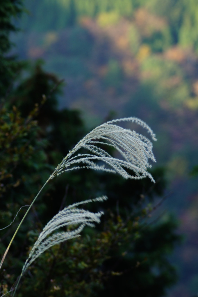 山（９）