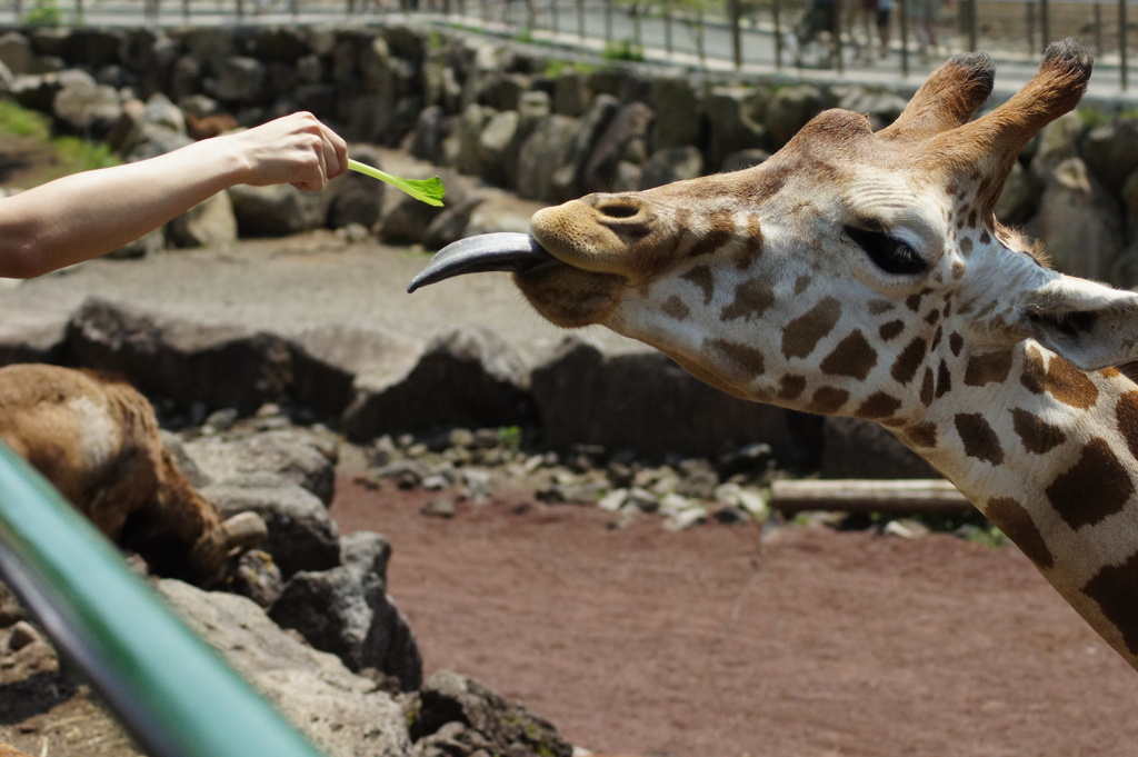 キリンさん