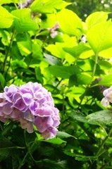 明月院の紫陽花（２）