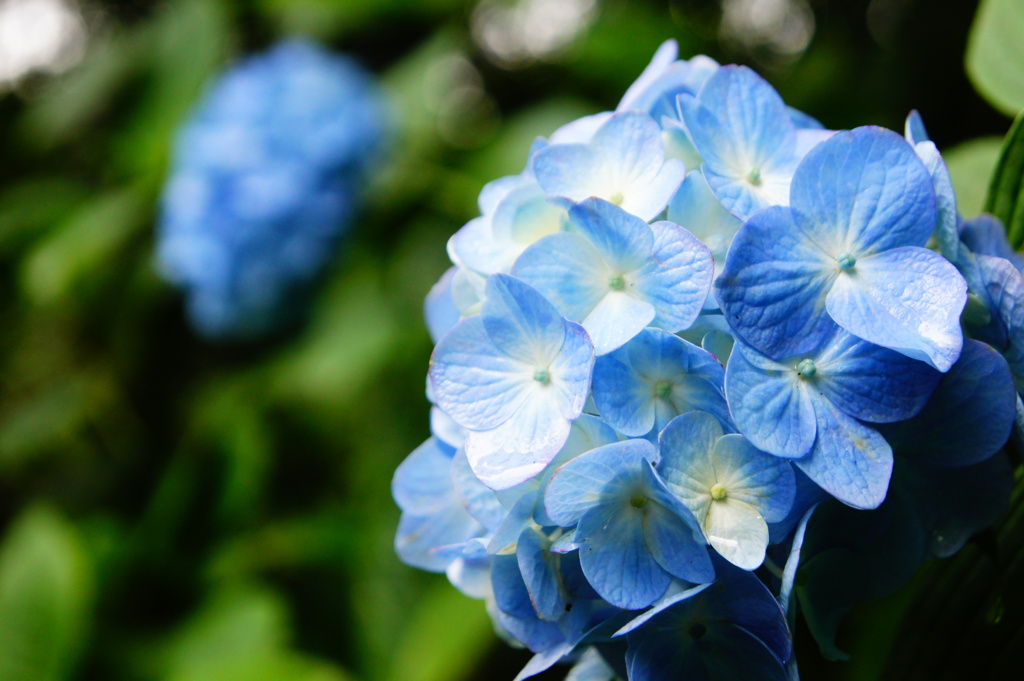 明月院の紫陽花（１）