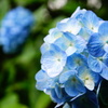 明月院の紫陽花（１）
