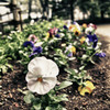 花　（HDRを試して見ました。）