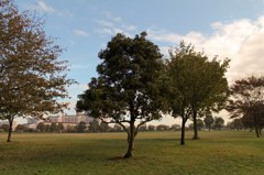 朝早くに撮った大島小松川公園の木です。