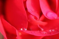 水玉